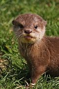 Image result for Pink Otter Fuzzamallow