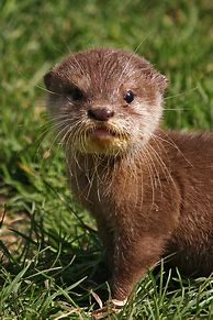 Image result for Otter Pink Nose
