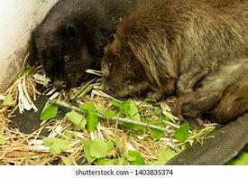 Image result for Beaver Sleeping