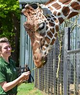 Image result for Zookeeper Giraffe