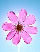 Image result for Free Flower Wallpaper for iPad