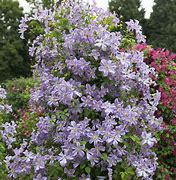 Image result for Clematis Prince Charles