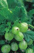Image result for Ribes uva-crispa Hinnonmaeki Geel