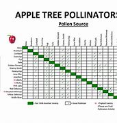Image result for Apple Tree Pollination