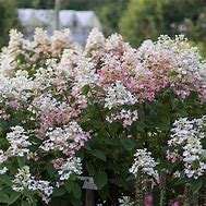 Image result for Hydrangea paniculata Tickled Pink