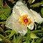 Image result for Paeonia suffruticosa Feng Dan Bai