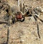 Image result for The Biggest Spider in the World and Its Name