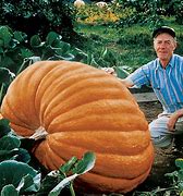 Image result for Largest Seed in the World