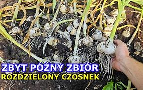 Image result for co_to_za_Żółw_słoniowy