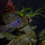 Image result for Pool of Blue Ram Cichlids