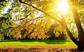 Image result for Autumn Wallpaper 1920X1080