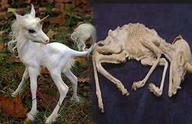 Image result for Real Unicorn Discovered