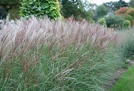 Image result for Miscanthus sinensis Silberspinne