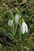 Image result for Galanthus nivalis Cockatoo