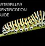 Image result for Caterpillar Identification Key