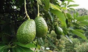 Image result for aguacya