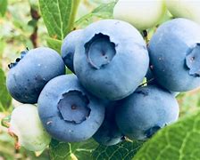 Image result for Most Famous Berry
