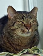 Image result for Cat with Cropped Ears