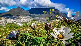 Image result for Cape Fynbos