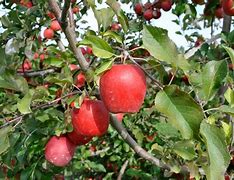 Image result for Apple Tree New Growth with Orange Color