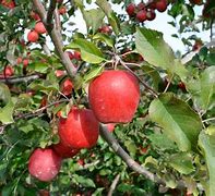 Image result for Apple Growth