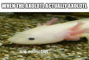 Image result for Axolotl Sad Funny