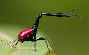 Image result for Insect World