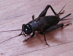 Image result for Cricket Foot Animal