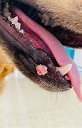 Image result for Dog Papilloma On Tongue
