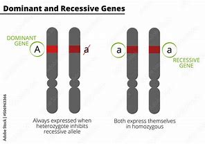 Image result for Heterozygous Dominant Genotype