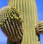 Image result for Arizona Cactus Flowers