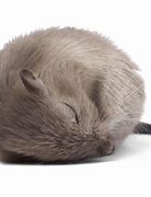 Image result for Sleep Deprivation Mouse