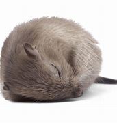 Image result for Sleep Deprivation Mouse