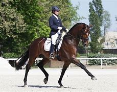 Image result for Dressage Horse with High Head