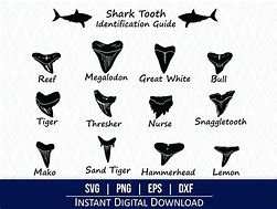 Image result for Shark Teeth Identification Chart