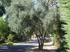 sempreverdi da giardino alberi da giardino sempreverdi alberi latifolie alberi sempreverdi da giardino alberi da giardino sempreverdi alberi latifolie alberi