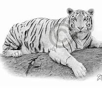 Image result for White Tiger Pencil Drawing