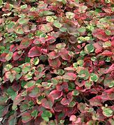 Image result for Red and Green Leaf Ground Cover