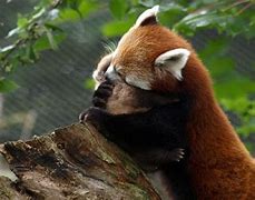 Image result for Red Panda Hug