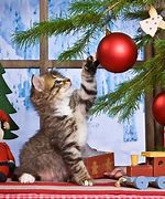 Image result for Kitten in Christmas Tree