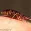 Image result for What Do Bed Bugs Look Like Pictures