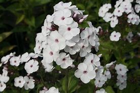 Image result for Phlox Miss Jill (Paniculata-Group)