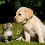 Image result for Cute Pics of Cats and Dogs