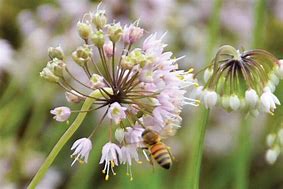 Image result for Wisconsin Plants with Pickers