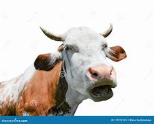 Image result for Funny Cow Close Up