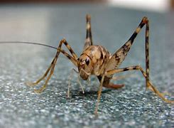 Image result for Hopping Crickets in Basement