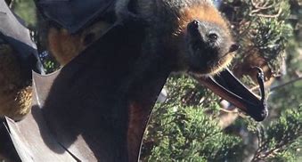 Image result for Giant Bat Attack