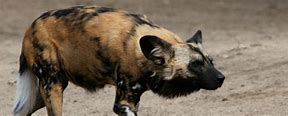 Image result for The Wild Dogs