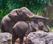 Image result for Explore the Animal Kingdom