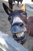 Image result for You Donkey